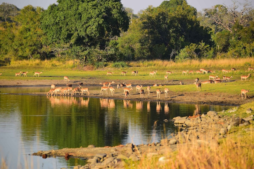 Picture 12 for Activity Full-Day Private Big 5 Safari in Kruger National Park