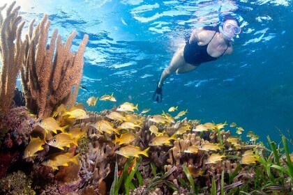 Catamaran Snorkeling Chocolate Factory Tour West End Shopping