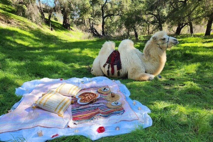 3 Hour Camel Trek into the Forest and Ranch in California