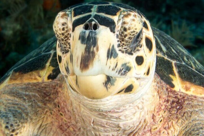 Sea Turtle on Benwood Shipwreck, Key Largo FL