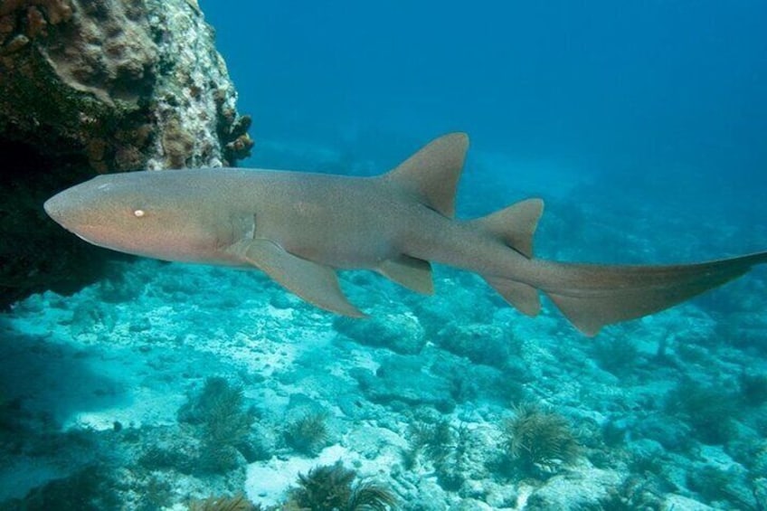 Nurse Shark on Molasses Reef, Key Largo FL