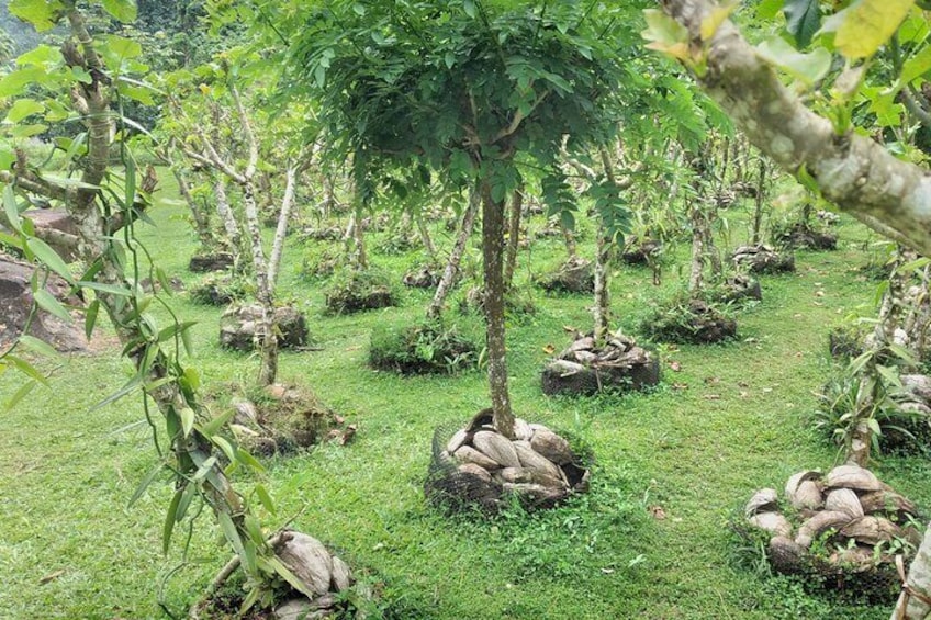 Plantation of Tahitian vanilla