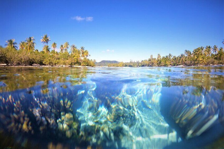 In the crystal clear waters of the coral garden