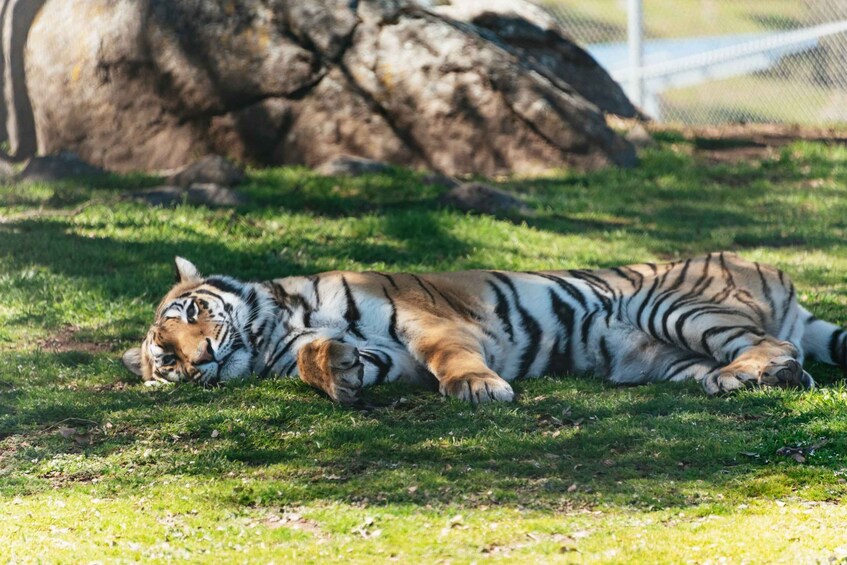 Picture 5 for Activity Alpine: Lions Tigers & Bears Sanctuary Visit and Tour