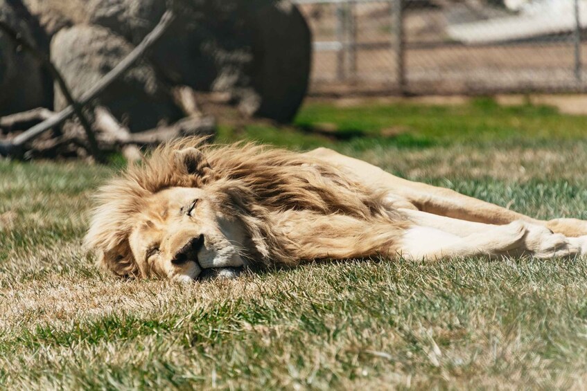 Picture 1 for Activity Alpine: Lions Tigers & Bears Sanctuary Visit and Tour