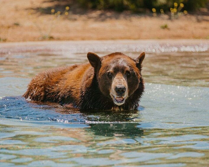 Alpine: Lions Tigers & Bears Sanctuary Visit and Tour