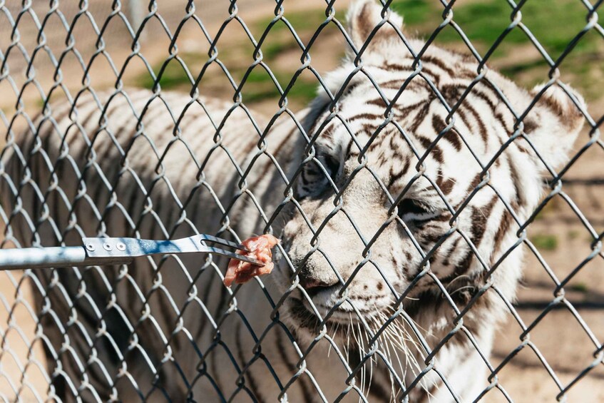 Picture 3 for Activity Alpine: Lions Tigers & Bears Sanctuary Visit and Tour