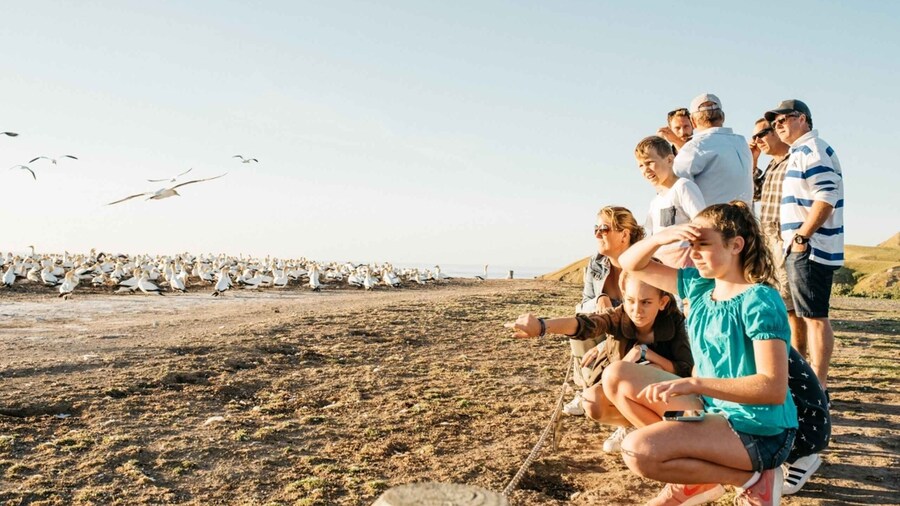 Cape Kidnappers Gannet Colony Private Tour