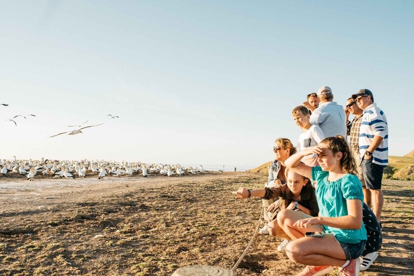 Cape Kidnappers Gannet Colony Private Tour