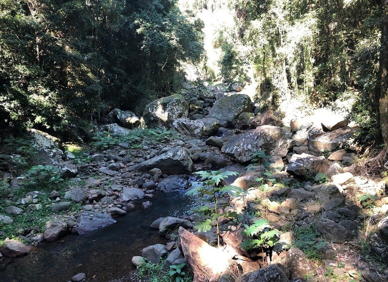 Picture 2 for Activity Brisbane: Springbrook and Mt Tamborine Rainforest Day Tour