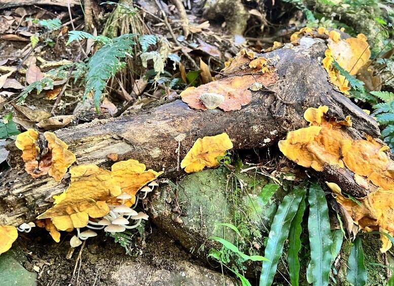 Picture 8 for Activity Brisbane: Springbrook and Mt Tamborine Rainforest Day Tour