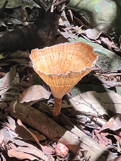 Picture 9 for Activity Brisbane: Springbrook and Mt Tamborine Rainforest Day Tour