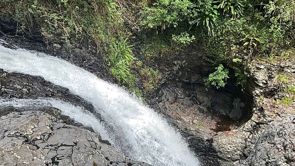 Picture 4 for Activity Brisbane: Springbrook and Mt Tamborine Rainforest Day Tour