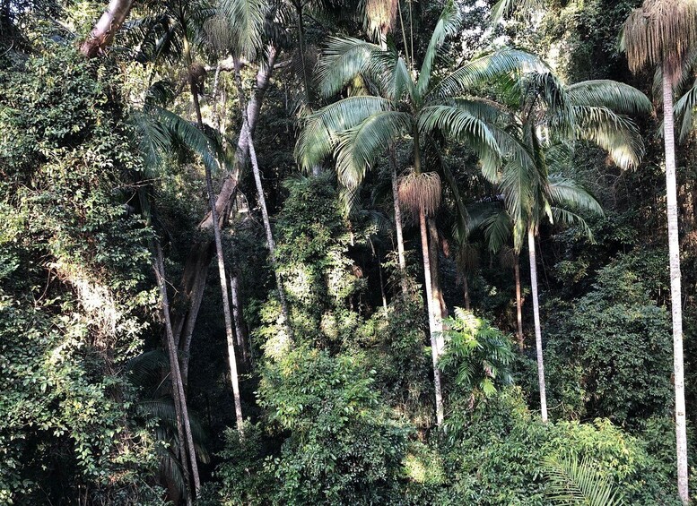 Picture 3 for Activity Brisbane: Springbrook and Mt Tamborine Rainforest Day Tour