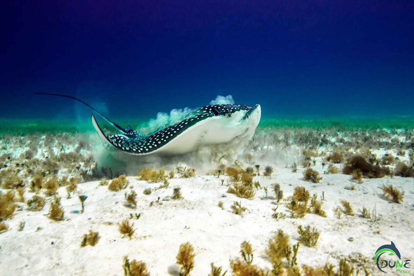 Picture 6 for Activity Reef Diving in Playa del Carmen