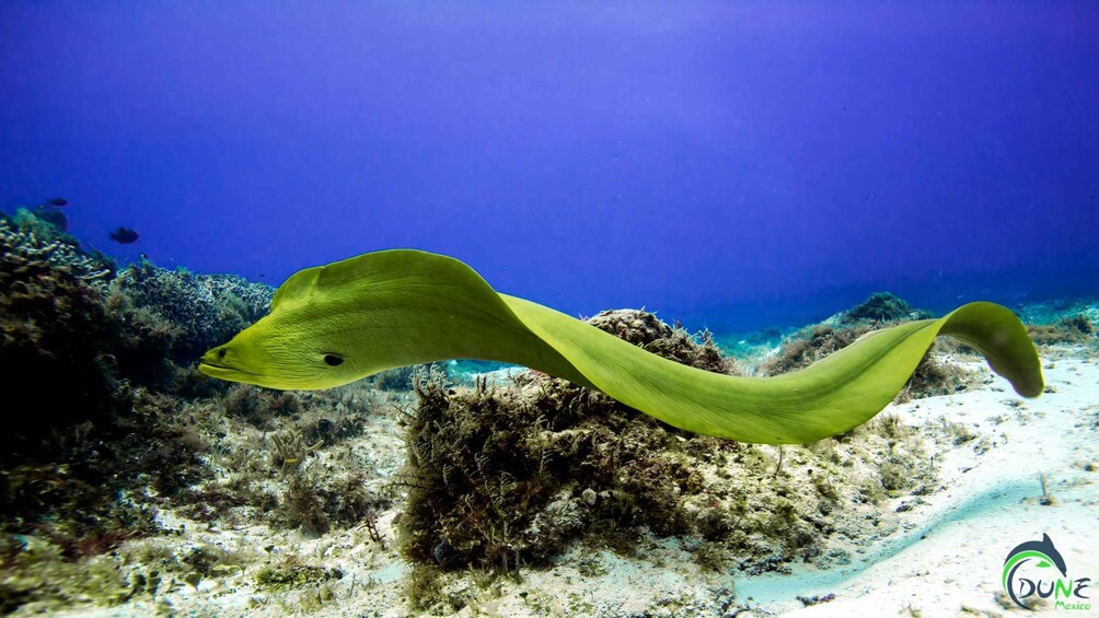 Picture 7 for Activity Reef Diving in Playa del Carmen