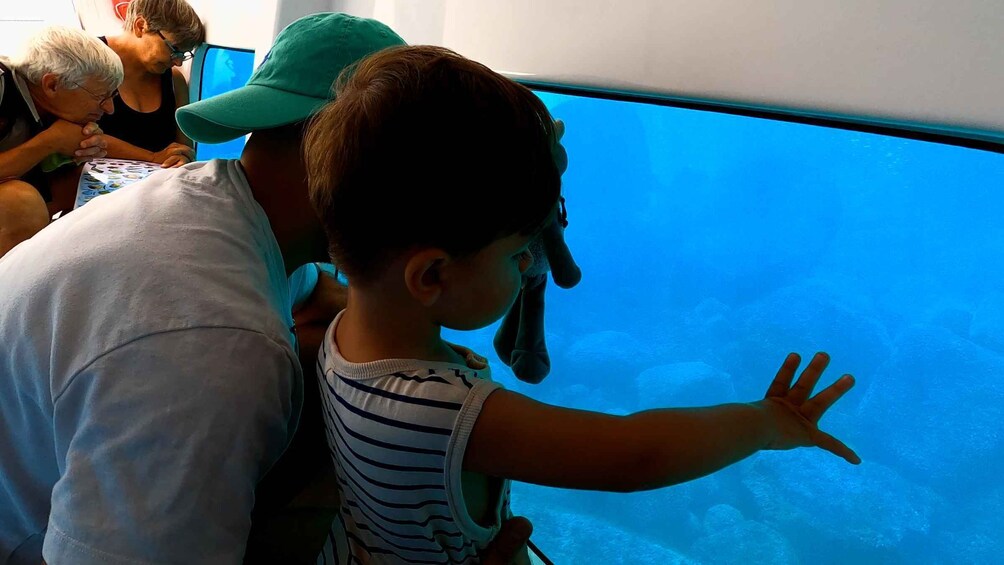 Picture 4 for Activity Porto : Discovery of the marine fauna and flora/Bay of Porto