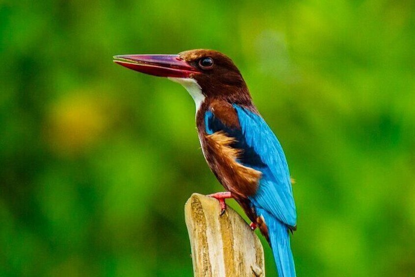Birds in Sri Lanka By Sigiritrip Tours 