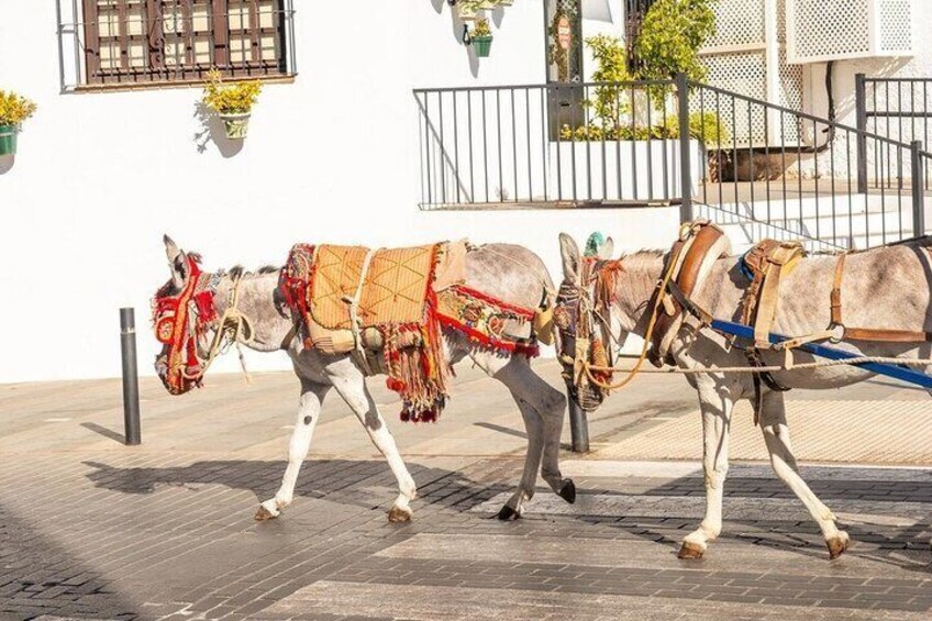 Donkey carriage