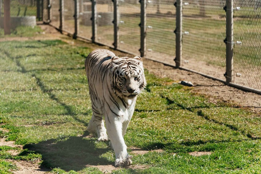 Picture 8 for Activity Alpine: Lions Tigers & Bears Animal Sanctuary Guided Visit