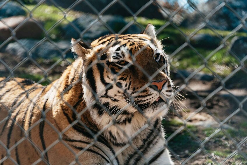 Picture 9 for Activity Alpine: Lions Tigers & Bears Animal Sanctuary Guided Visit