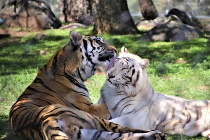 アルパインライオンズ虎と熊の動物保護区ガイド付き訪問