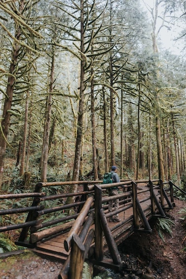 Picture 4 for Activity Seattle: Waterfall Wonderland Hike in Wallace Falls Park