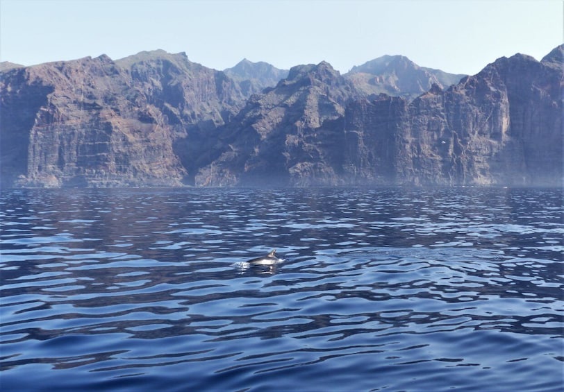 Picture 4 for Activity Tenerife: Los Gigantes Whale Watching Cruise by Sail Boat