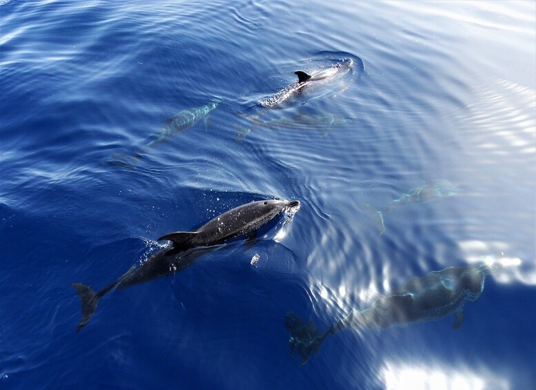 Picture 2 for Activity Tenerife: Los Gigantes Whale Watching Cruise by Sail Boat