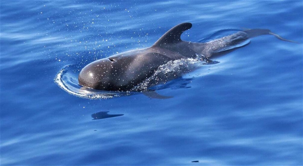 Picture 1 for Activity Tenerife: Los Gigantes Whale Watching Cruise by Sail Boat