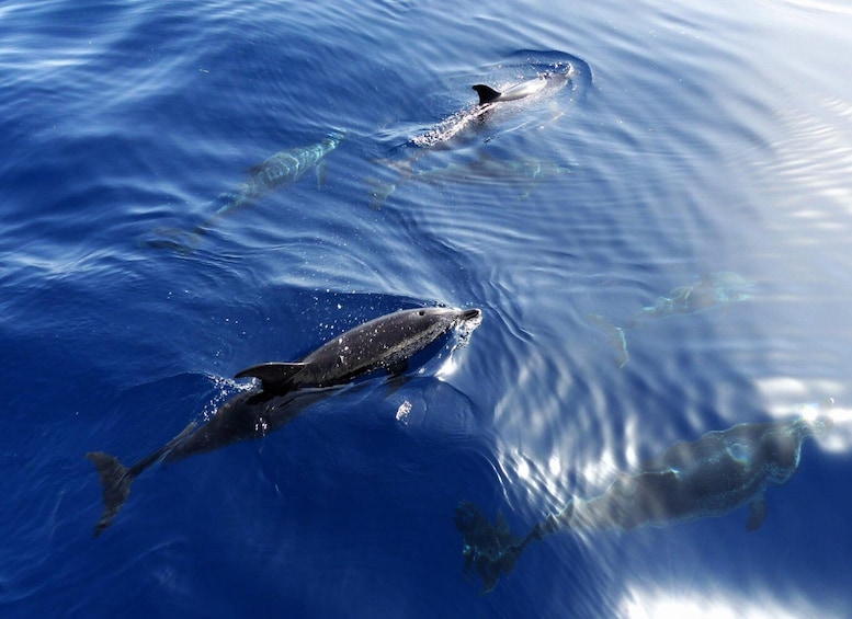Picture 2 for Activity Tenerife: Los Gigantes Whale Watching Cruise by Sail Boat