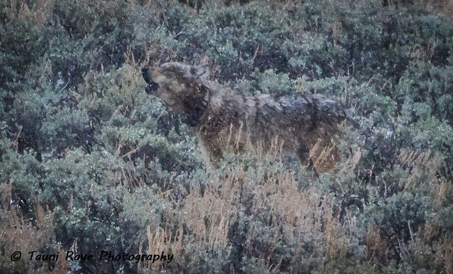 Picture 1 for Activity Yellowstone: Full-Day Private Guided Tour by Car with Lunch