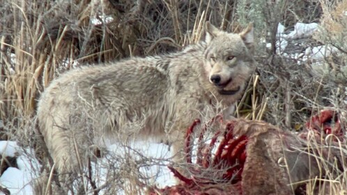 Yellowstone: Privat guidet heldagstur i bil med frokost