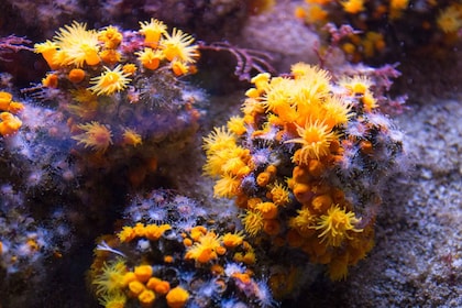海上迷航和珊瑚世界海洋公園普通門票