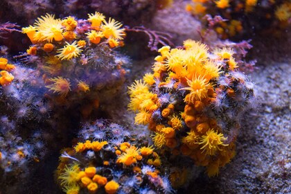 Entrée générale au parc océanique Sea Trek et Coral World