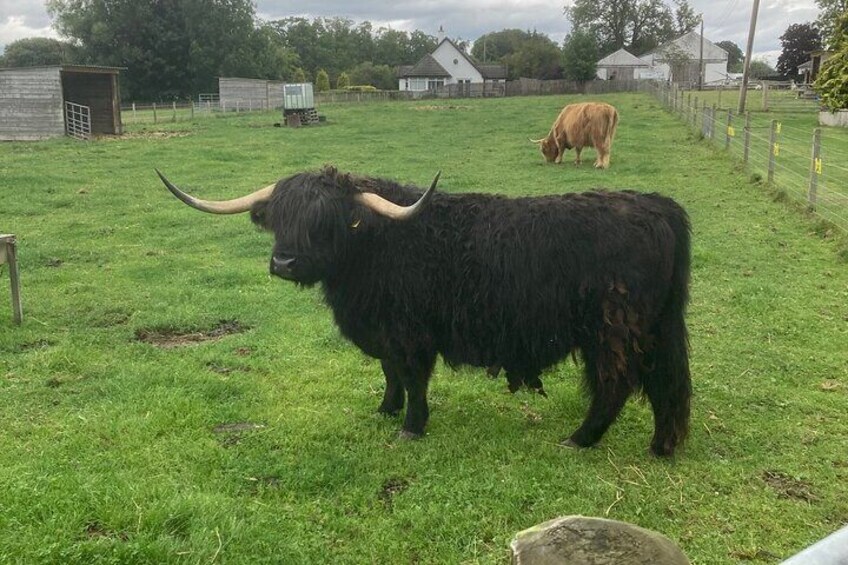 Loch Ness , Heilan Coos ,Great Glen , Fort William and Glencoe