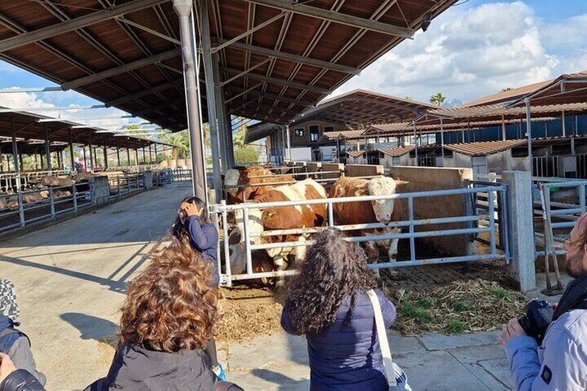 Buffalo tasting with tour