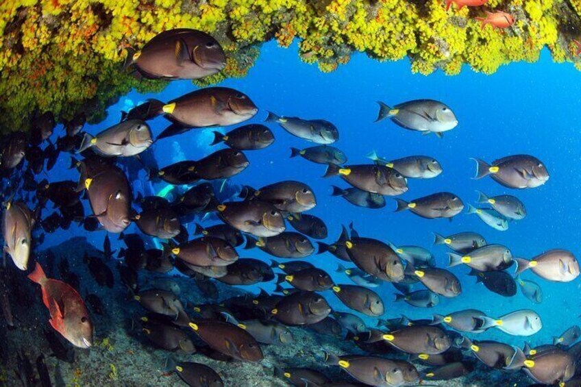 Discover Scuba Diving in Sal