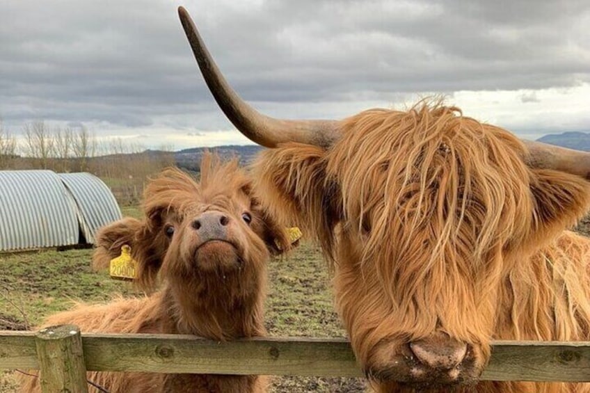 Highland Cows, Walk Alpacas & Visit A Scottish Wildlife Center