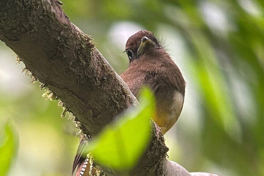 2 Days 1 Night Corcovado Jungle Adventure Sirena Ranger Station