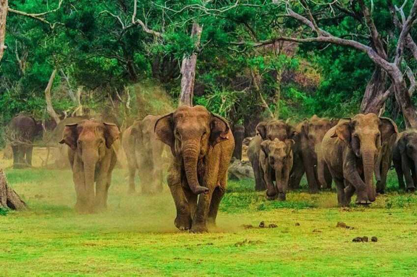 Private Day Tour to Udawalawa National Park From Ella. 