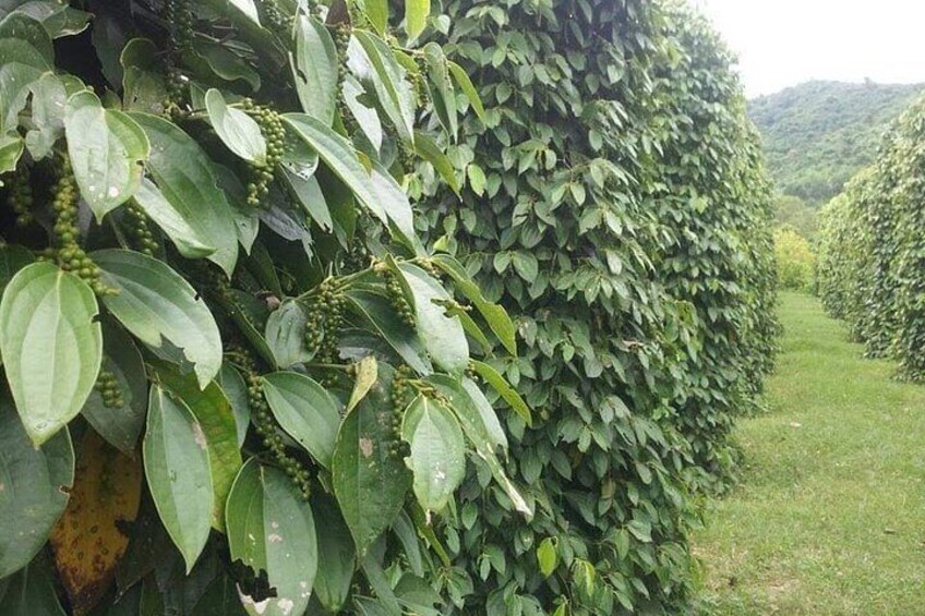 Pepper tree
