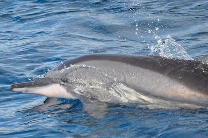 Mauritius Dolphin Encounter: Full Day on the West Coast