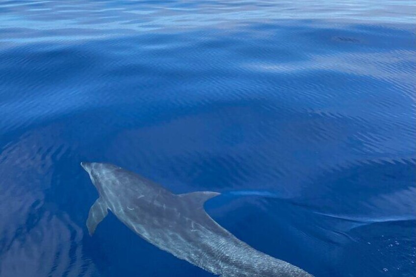 Mauritius Dolphin Encounter: Full Day on the West Coast