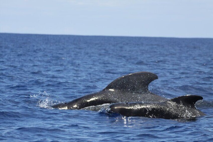 Dolphin Interaction: Full Day on Sharing Basis