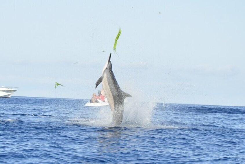 Dolphin Interaction: Full Day on Sharing Basis