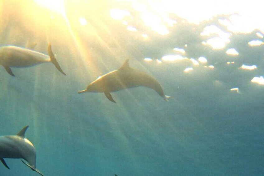 Mauritius Dolphin Encounter: Full Day on the West Coast