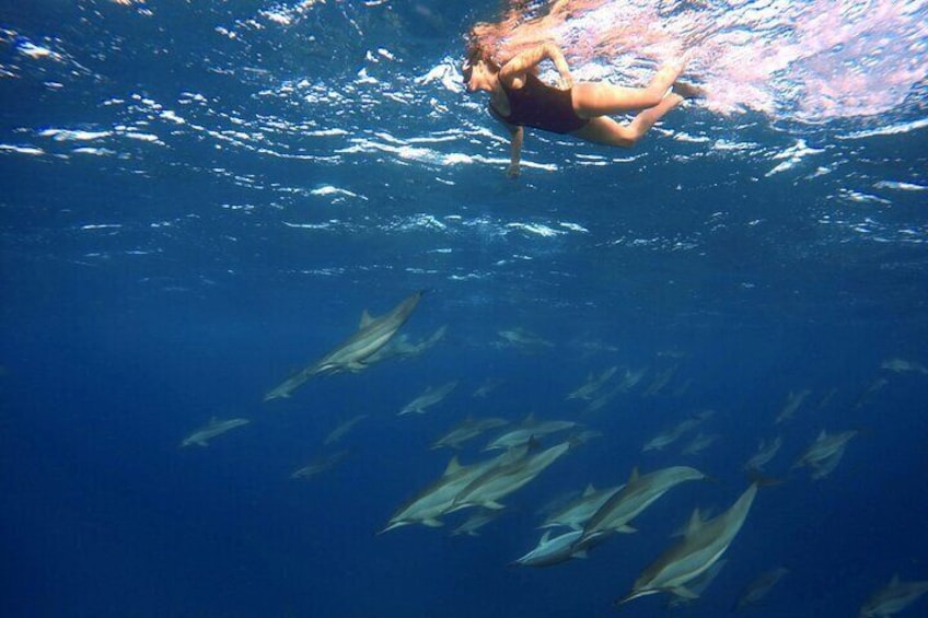 Mauritius Dolphin Encounter: Full Day on the West Coast