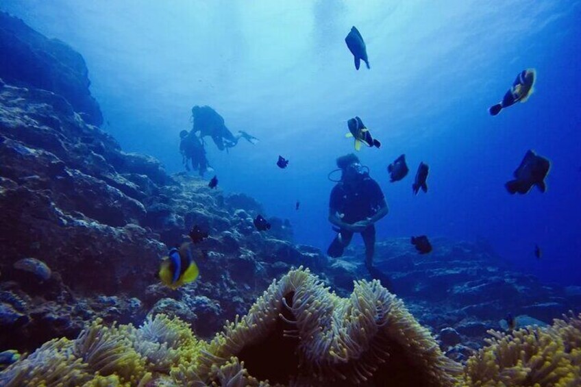 Scuba Diving with Instructor in the South of Mauritius