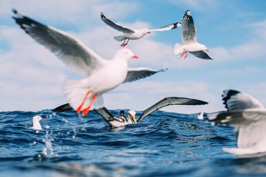 The ocean around Taiaroa Head is full of different seabirds